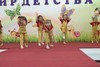 Эстрадные танцы. Младшая группа
